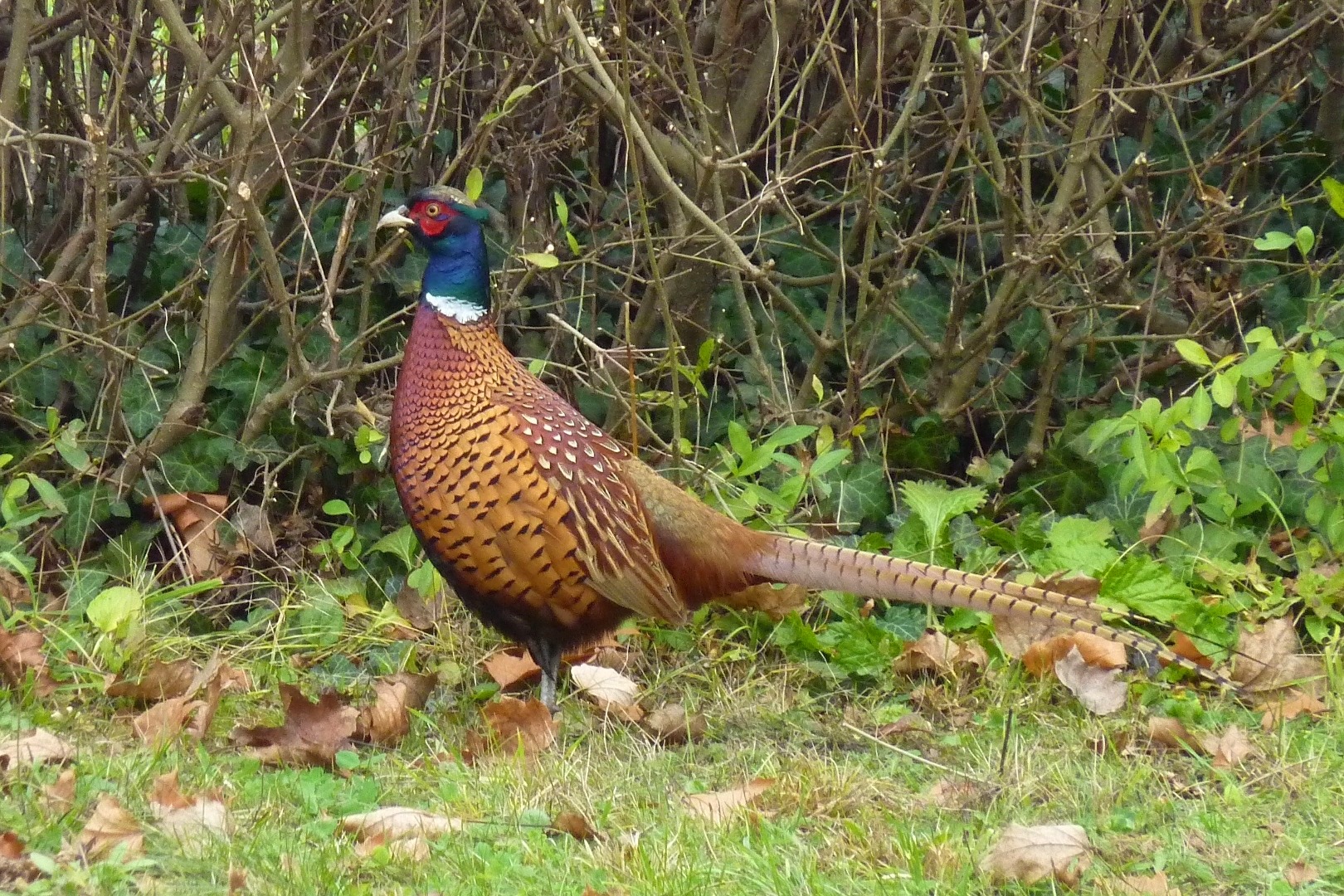 HUNTING RESERVE: GAME RESERVE FOR SALE IN ITALY - ESTATE WITH HUNTING RESERVE